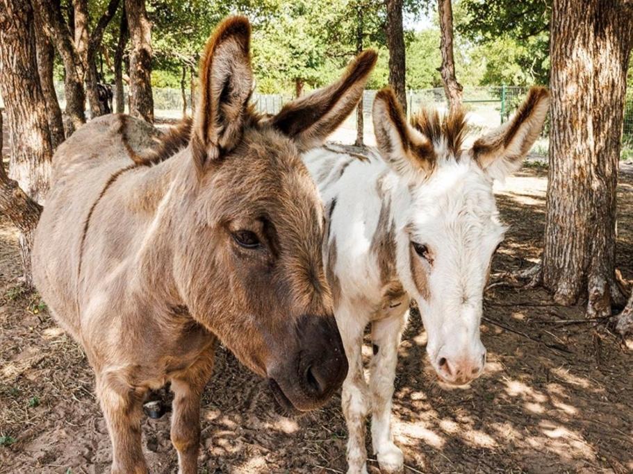 Stay On A 350-Acre Cattle Ranch! Brazos River! Tubing! Petting Zoo! Weatherford Exterior foto