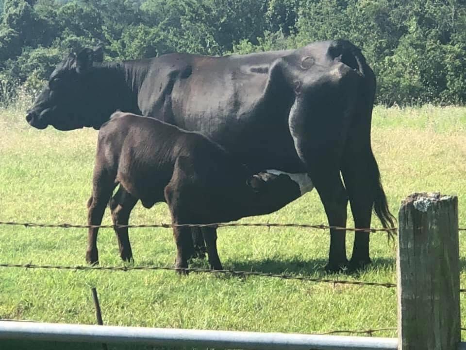 Stay On A 350-Acre Cattle Ranch! Brazos River! Tubing! Petting Zoo! Weatherford Exterior foto